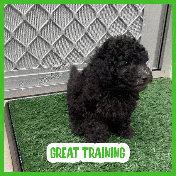 Tappetino per cani in erba - Doggo